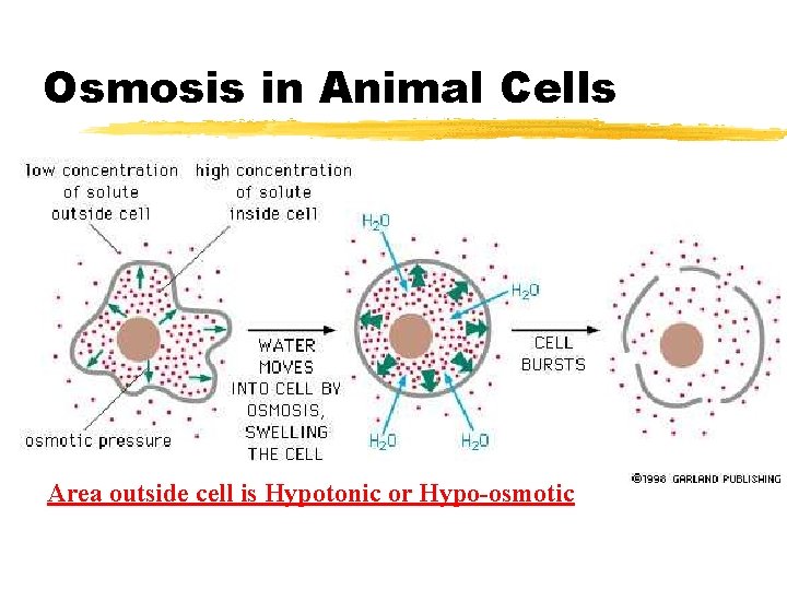 Osmosis in Animal Cells Area outside cell is Hypotonic or Hypo-osmotic 