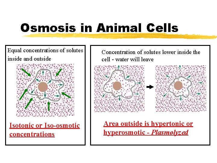 Osmosis in Animal Cells Equal concentrations of solutes inside and outside Concentration of solutes