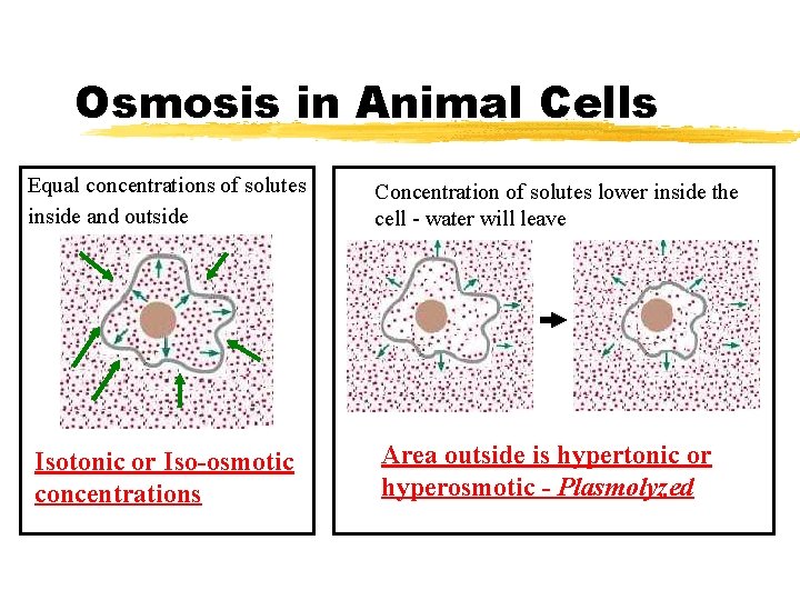 Osmosis in Animal Cells Equal concentrations of solutes inside and outside Concentration of solutes Osmosis in Animal Cells Equal concentrations of solutes inside and outside Concentration of solutes