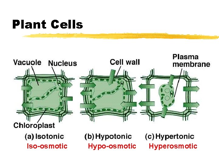 Plant Cells Iso-osmotic Hyperosmotic 