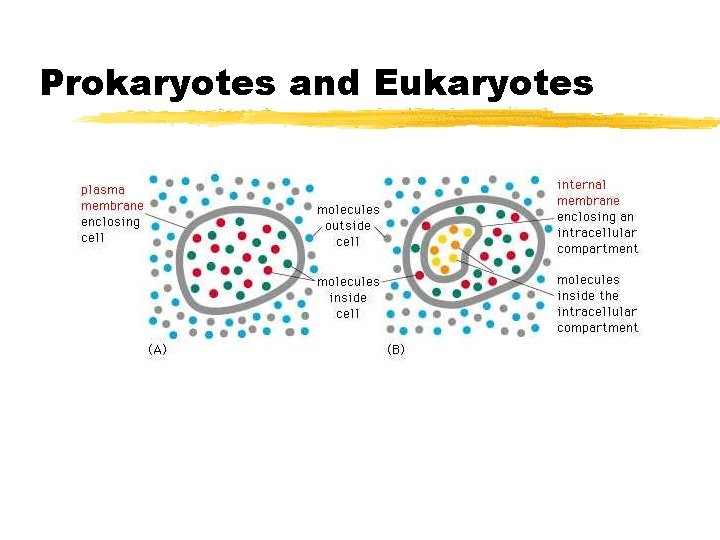 Prokaryotes and Eukaryotes Prokaryotes and Eukaryotes