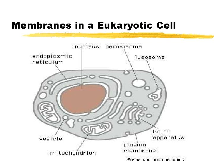 Membranes in a Eukaryotic Cell Membranes in a Eukaryotic Cell