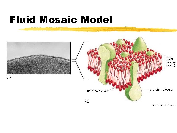 Fluid Mosaic Model 