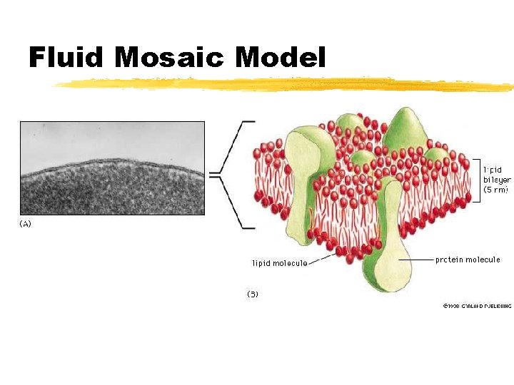 Fluid Mosaic Model Fluid Mosaic Model