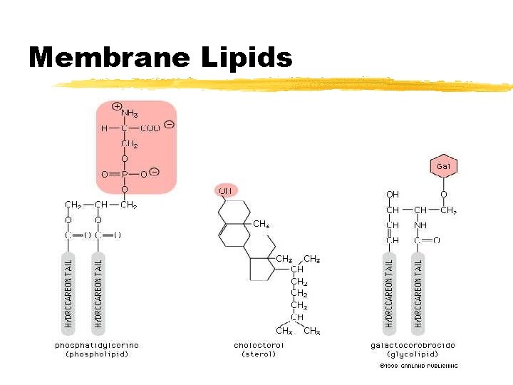 Membrane Lipids Membrane Lipids
