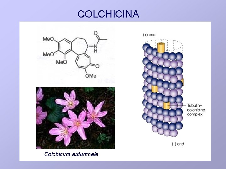 COLCHICINA Colchicum autumnale 
