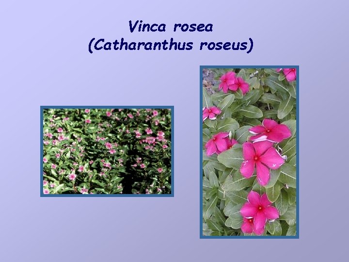 Vinca rosea (Catharanthus roseus) 