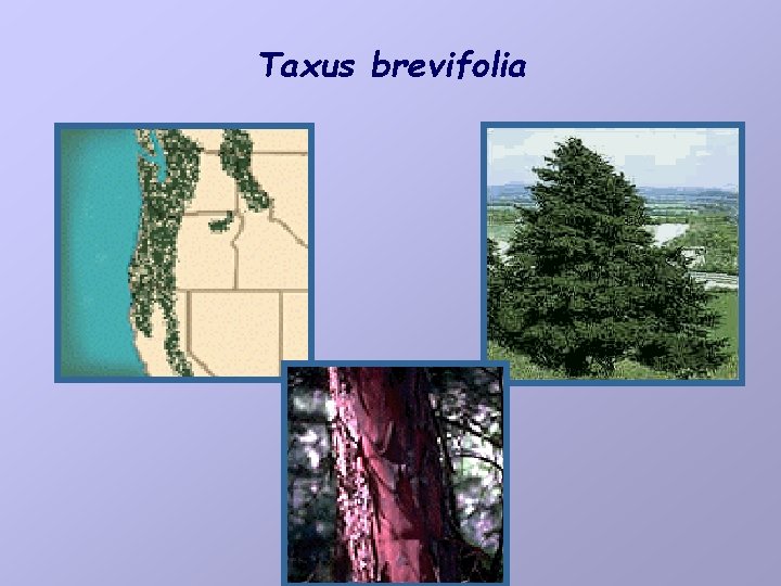 Taxus brevifolia 