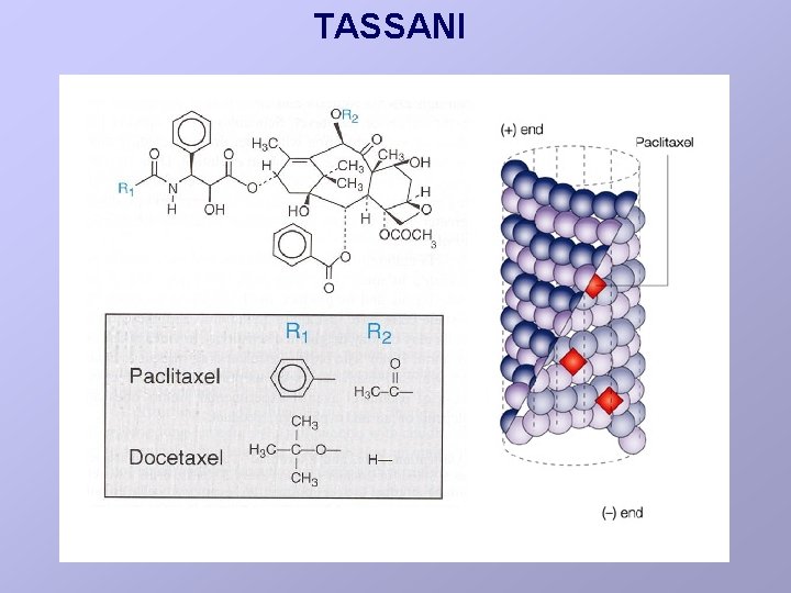 TASSANI 