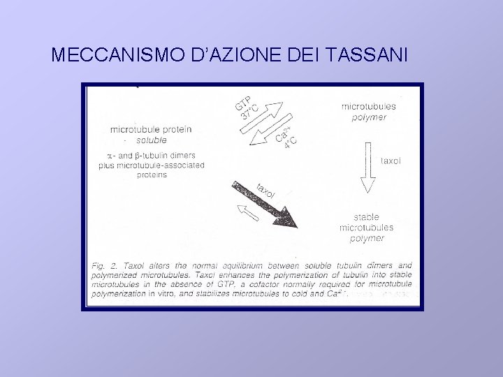 MECCANISMO D’AZIONE DEI TASSANI 