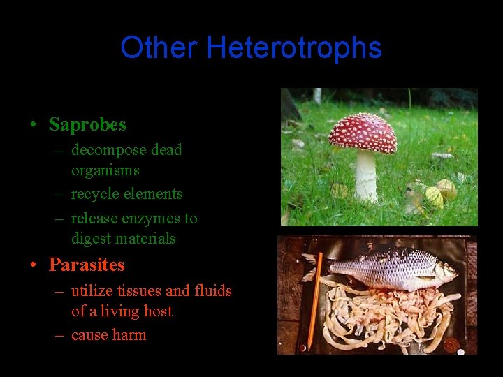 Other Heterotrophs • Saprobes – decompose dead organisms – recycle elements – release enzymes