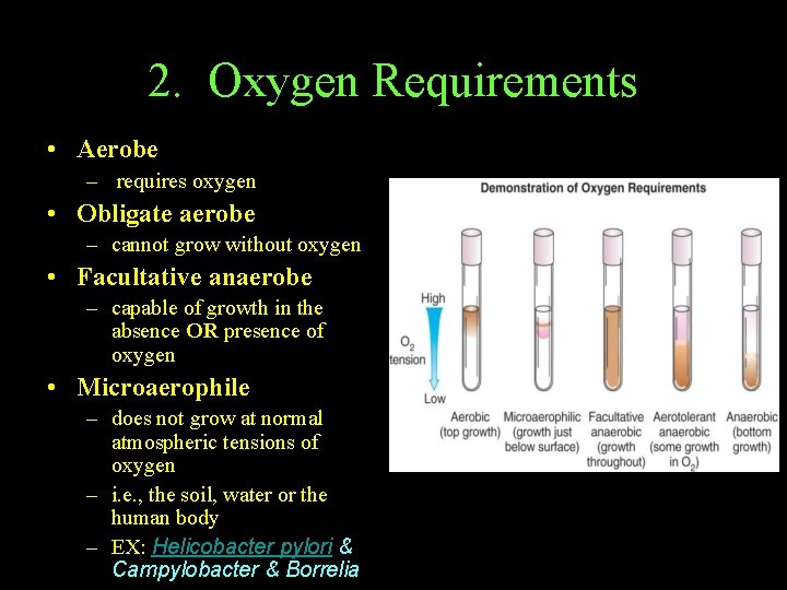 2. Oxygen Requirements • Aerobe – requires oxygen • Obligate aerobe – cannot grow