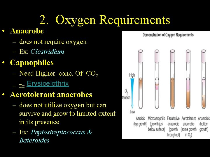 2. Oxygen Requirements • Anaerobe – does not require oxygen – Ex: Clostridium •