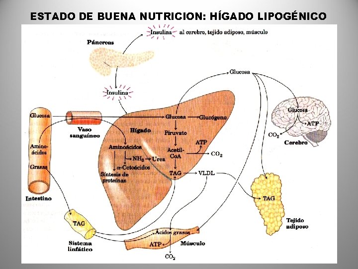ESTADO DE BUENA NUTRICION: HÍGADO LIPOGÉNICO 