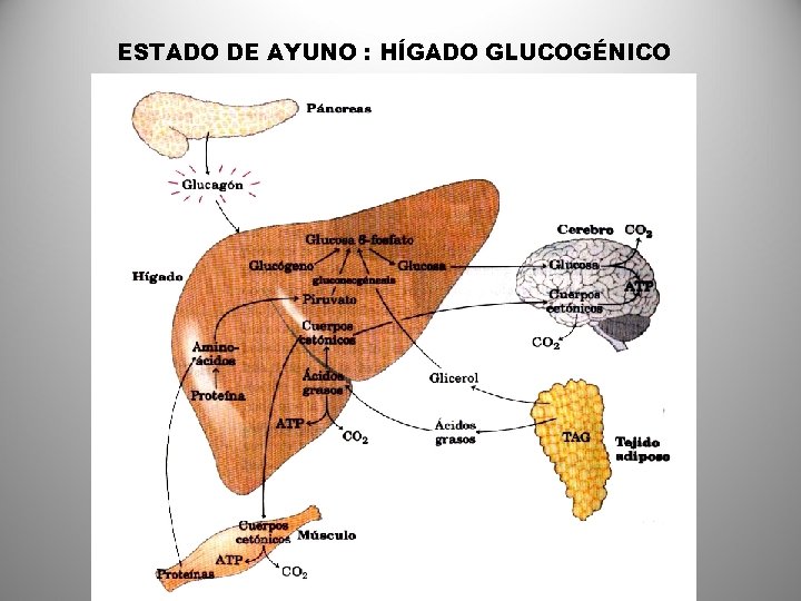 ESTADO DE AYUNO : HÍGADO GLUCOGÉNICO 