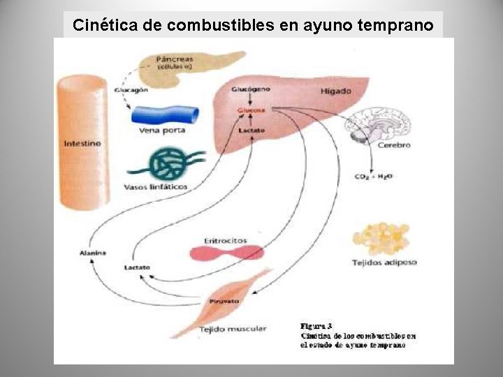 Cinética de combustibles en ayuno temprano 