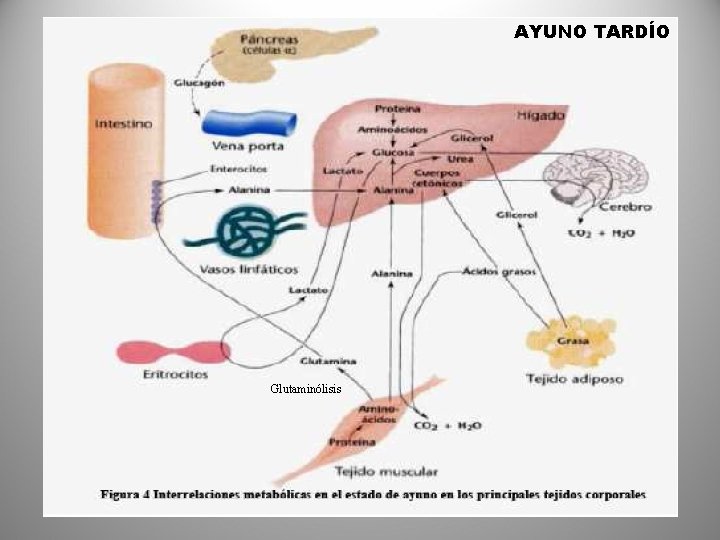 AYUNO TARDÍO Glutaminólisis 