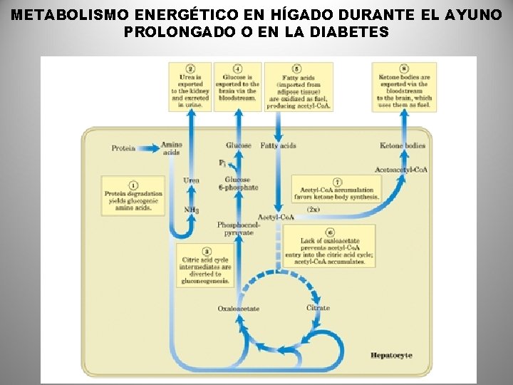 METABOLISMO ENERGÉTICO EN HÍGADO DURANTE EL AYUNO PROLONGADO O EN LA DIABETES 