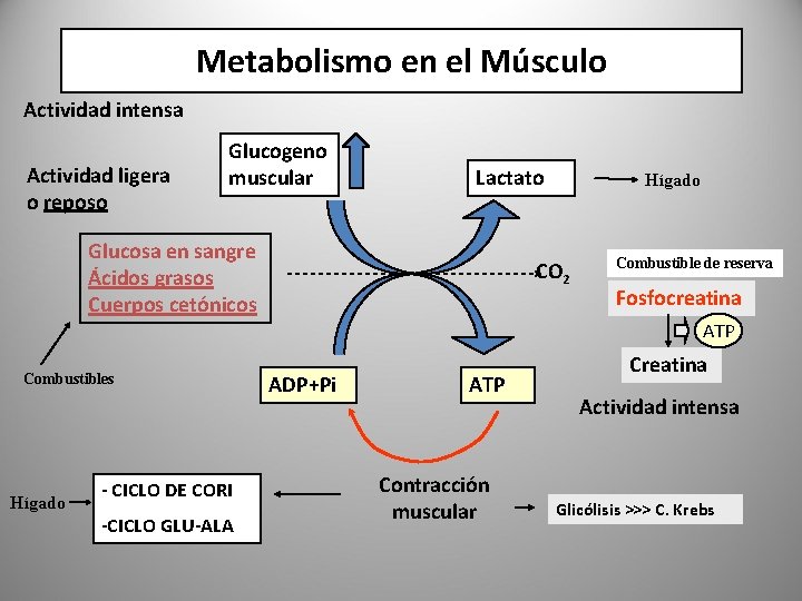 Metabolismo en el Músculo Actividad intensa Actividad ligera o reposo Glucogeno muscular Lactato Glucosa