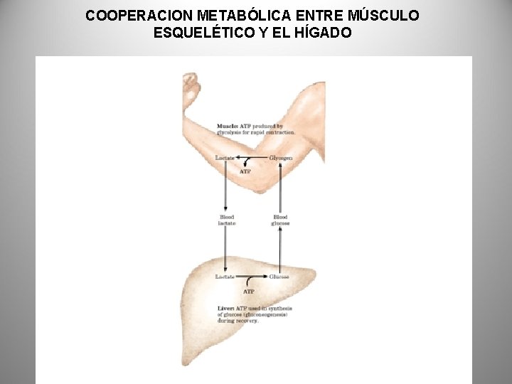 COOPERACION METABÓLICA ENTRE MÚSCULO ESQUELÉTICO Y EL HÍGADO 