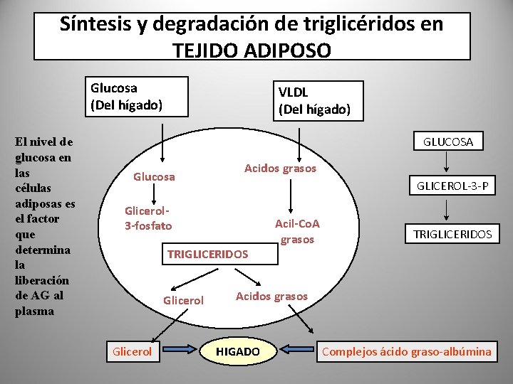 Síntesis y degradación de triglicéridos en TEJIDO ADIPOSO Glucosa (Del hígado) El nivel de