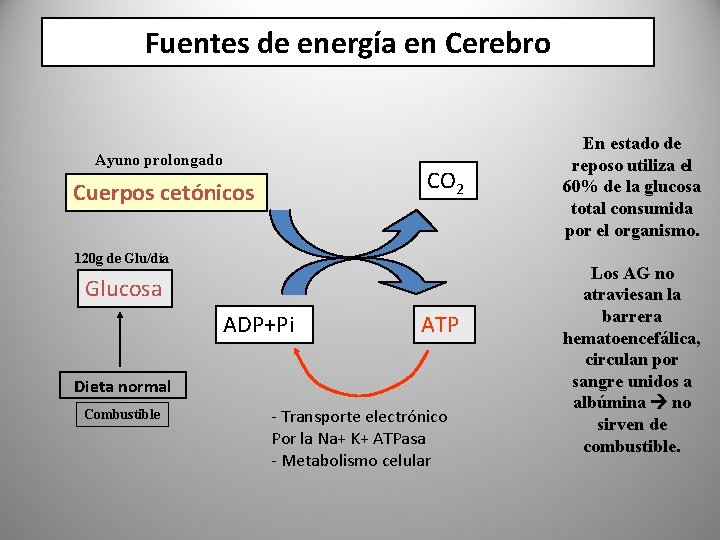 Fuentes de energía en Cerebro Ayuno prolongado CO 2 Cuerpos cetónicos 120 g de