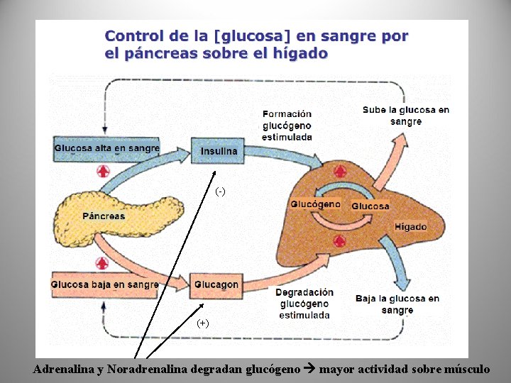 (-) (+) Adrenalina y Noradrenalina degradan glucógeno mayor actividad sobre músculo 