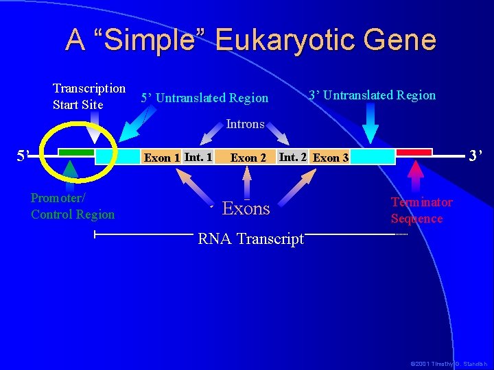 A “Simple” Eukaryotic Gene Transcription Start Site 3’ Untranslated Region 5’ Untranslated Region Introns