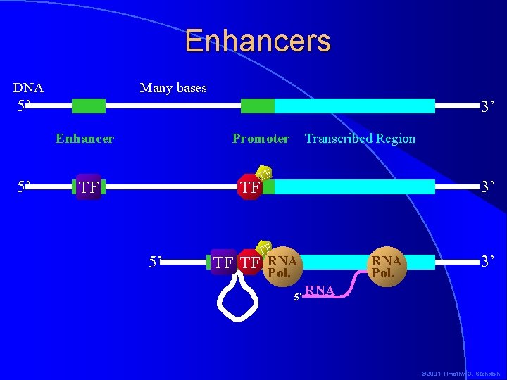 Enhancers Many bases DNA 5’ 3’ Enhancer 5’ Promoter TF TF 5’ Transcribed Region