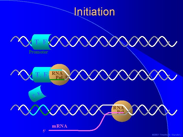 Initiation T. F. Promoter T. F. RNA Pol. II . F T. RNA Pol.