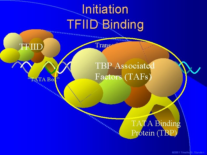 Initiation TFIID Binding TFIID “TATA Box” Transcription start site TBP Associated Factors (TAFs) -1+1