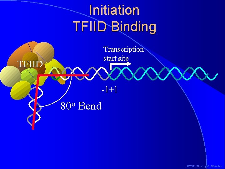 Initiation TFIID Binding Transcription start site TFIID -1+1 80 o Bend © 2001 Timothy