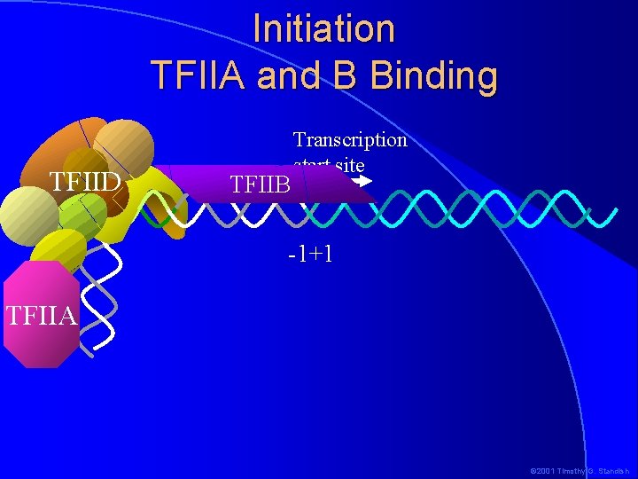 Initiation TFIIA and B Binding TFIID TFIIB Transcription start site -1+1 TFIIA © 2001