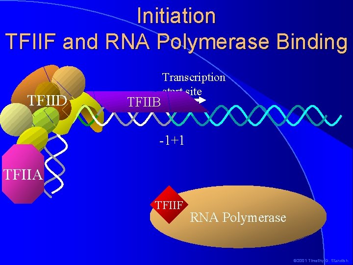 Initiation TFIIF and RNA Polymerase Binding TFIID TFIIB Transcription start site -1+1 TFIIA TFIIF