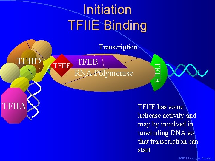 Initiation TFIIE Binding TFIIF TFIIB RNA Polymerase -1+1 TFIIA TFIIE TFIID Transcription start site