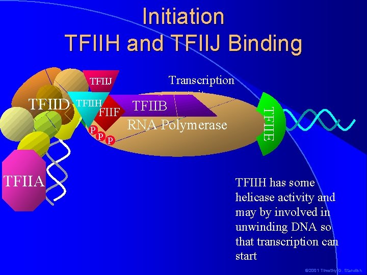 Initiation TFIIH and TFIIJ Binding TFIIJ TFIIH TFIIF TFIIB P TFIIA PP RNA Polymerase