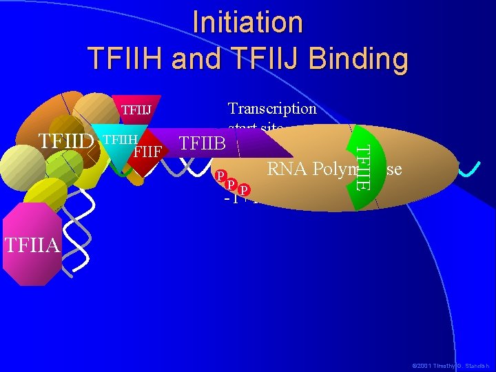 Initiation TFIIH and TFIIJ Binding TFIIJ TFIIH TFIIF TFIIB P PP -1+1 TFIIE TFIID