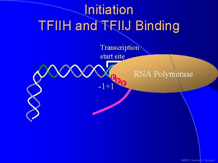 Initiation TFIIH and TFIIJ Binding Transcription start site P -1+1 PP RNA Polymerase ©