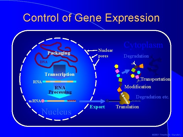 Control of Gene Expression Packaging Nuclear pores Cytoplasm Degradation DNA Transcription Transportation Modification RNA