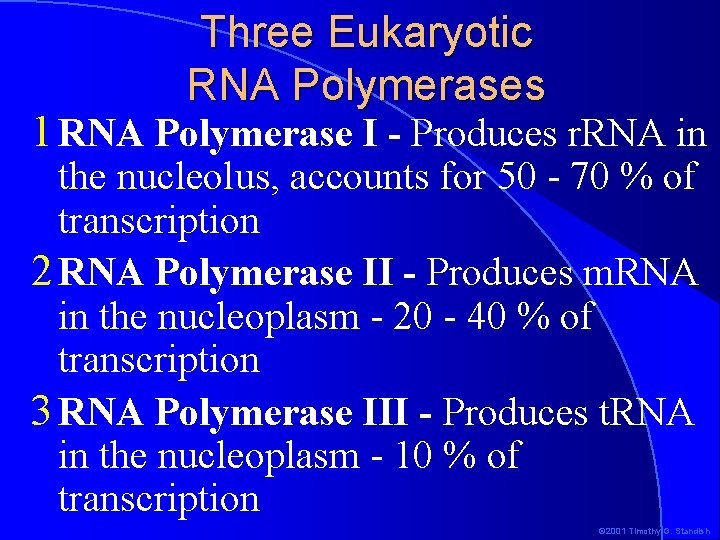 Three Eukaryotic RNA Polymerases 1 RNA Polymerase I - Produces r. RNA in the