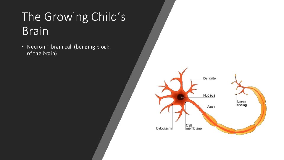 The Growing Child’s Brain • Neuron – brain call (building block of the brain)