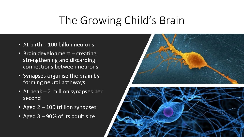 The Growing Child’s Brain • At birth – 100 billon neurons • Brain development