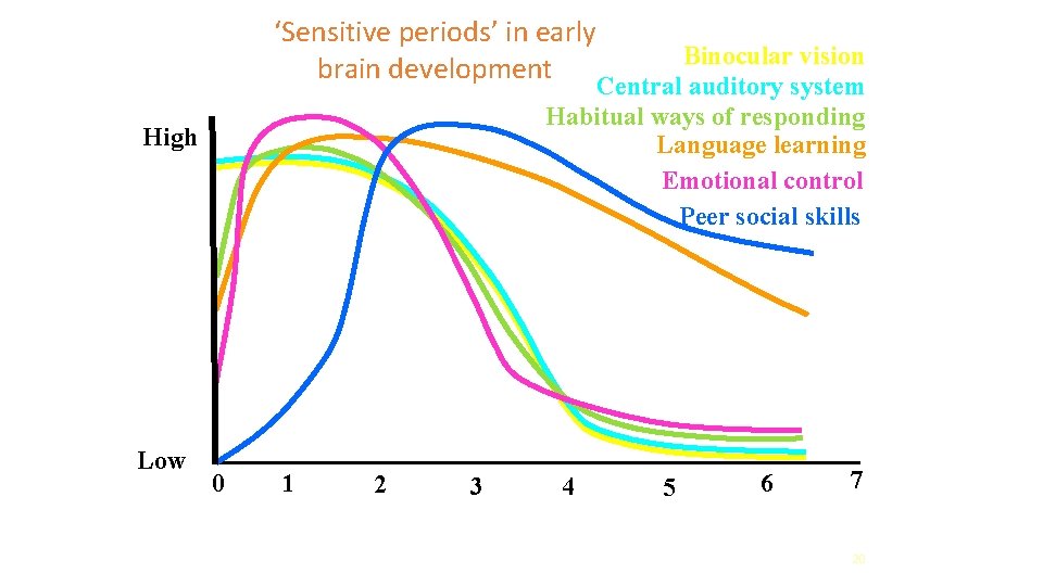 ‘Sensitive periods’ in early brain development Binocular vision Central auditory system Habitual ways of