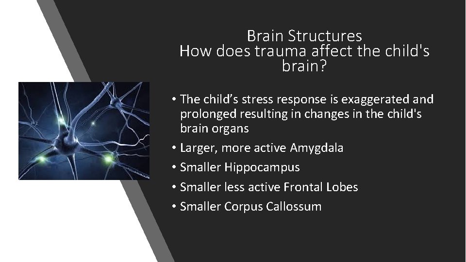 Brain Structures How does trauma affect the child's brain? • The child’s stress response