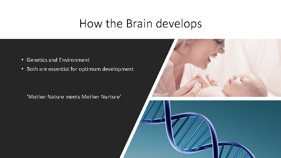 How the Brain develops • Genetics and Environment • Both are essential for optimum