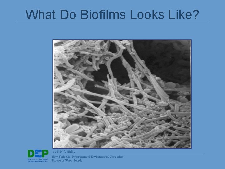 What Do Biofilms Looks Like? Water Quality New York City Department of Environmental Protection