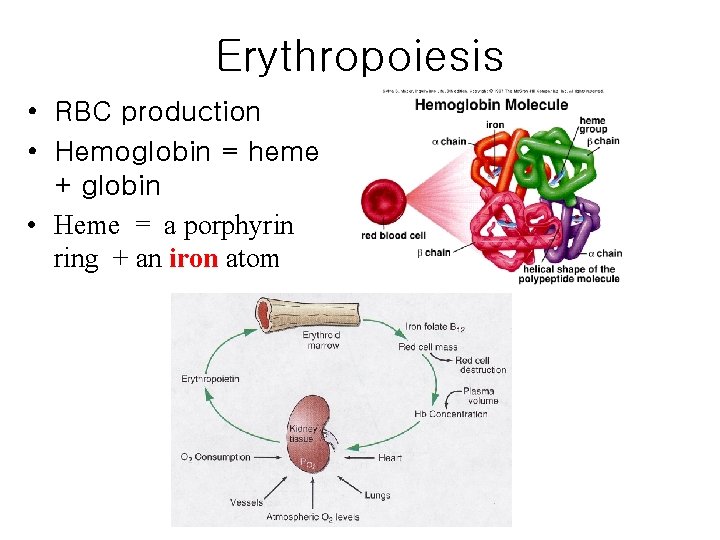 Erythropoiesis • RBC production • Hemoglobin = heme + globin • Heme = a