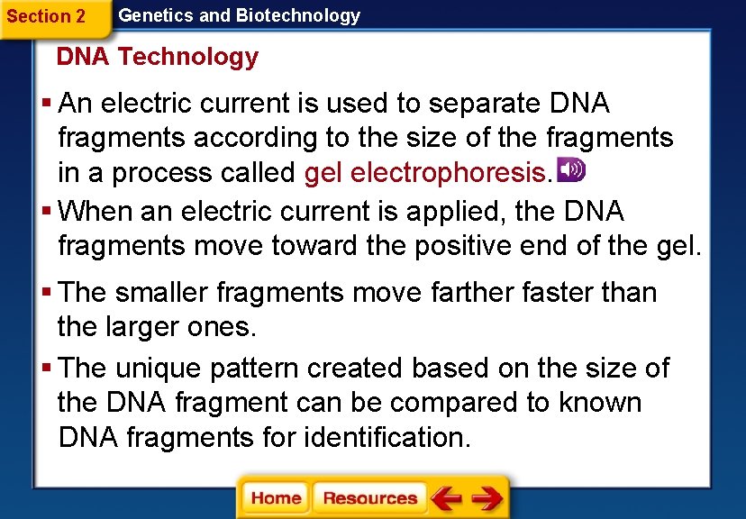 Section 2 Genetics and Biotechnology DNA Technology § An electric current is used to