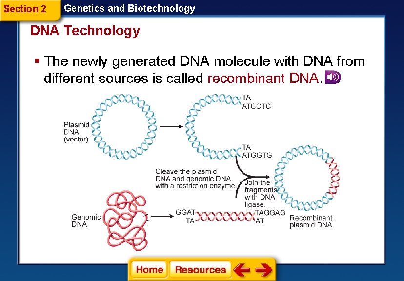 Section 2 Genetics and Biotechnology DNA Technology § The newly generated DNA molecule with