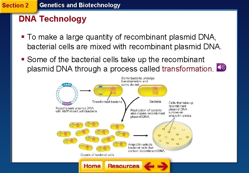 Section 2 Genetics and Biotechnology DNA Technology § To make a large quantity of